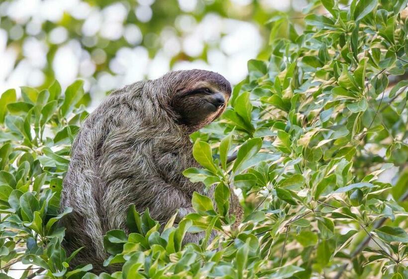 هتل Finca Sueno De Osa