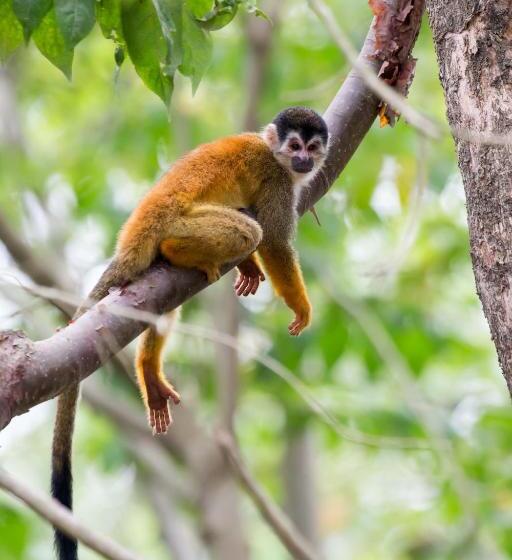هتل Finca Sueno De Osa