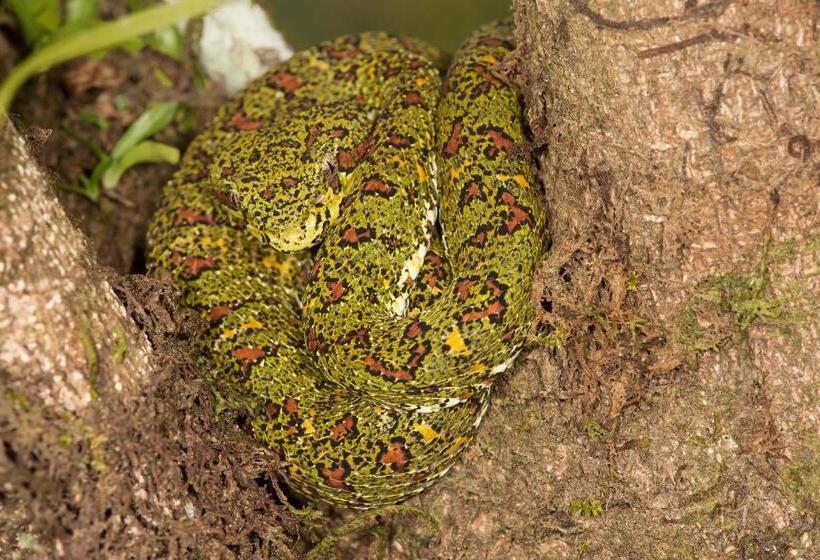 هتل Finca Sueno De Osa