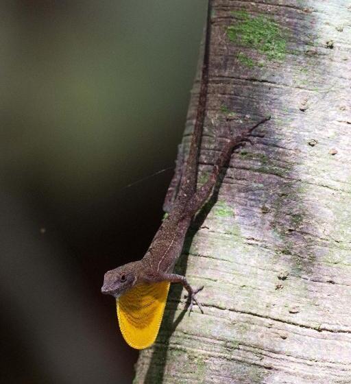 هتل Finca Sueno De Osa