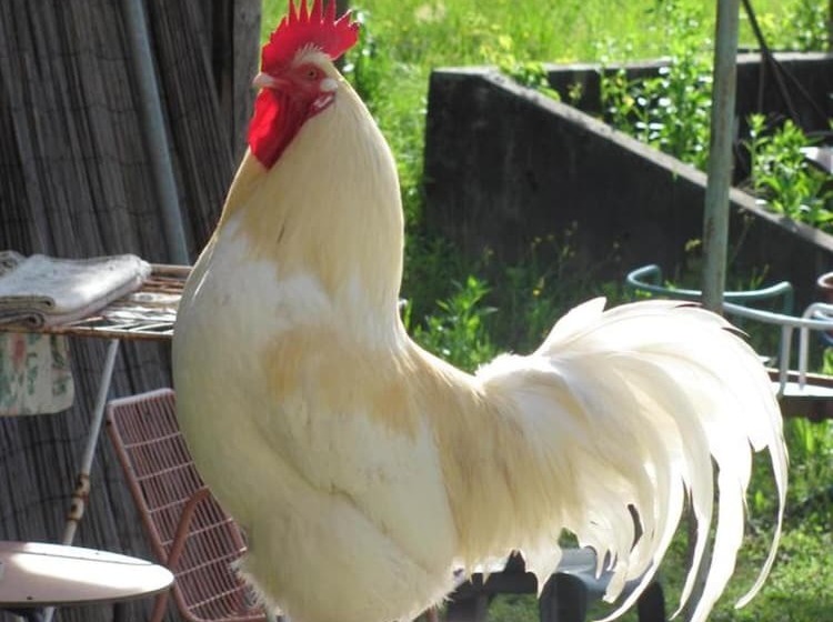 בית מלון כפרי Albergo La Genzianella