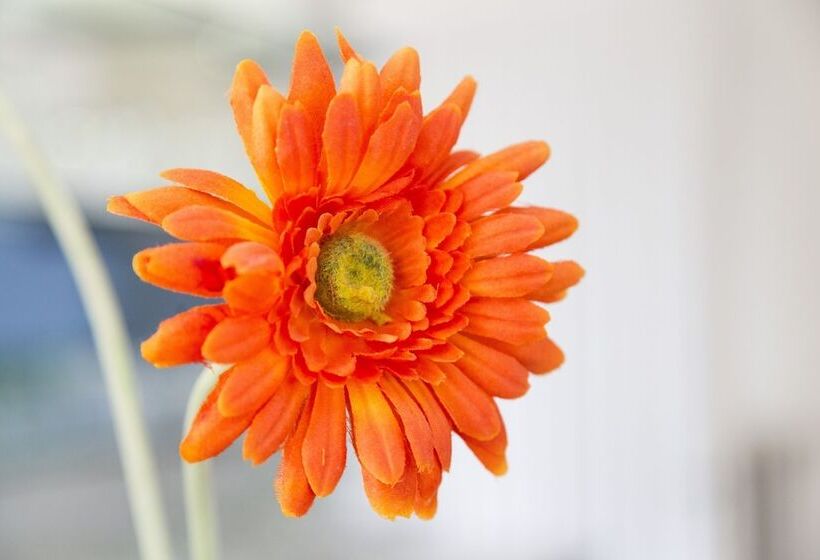 בית מלון כפרי Aries