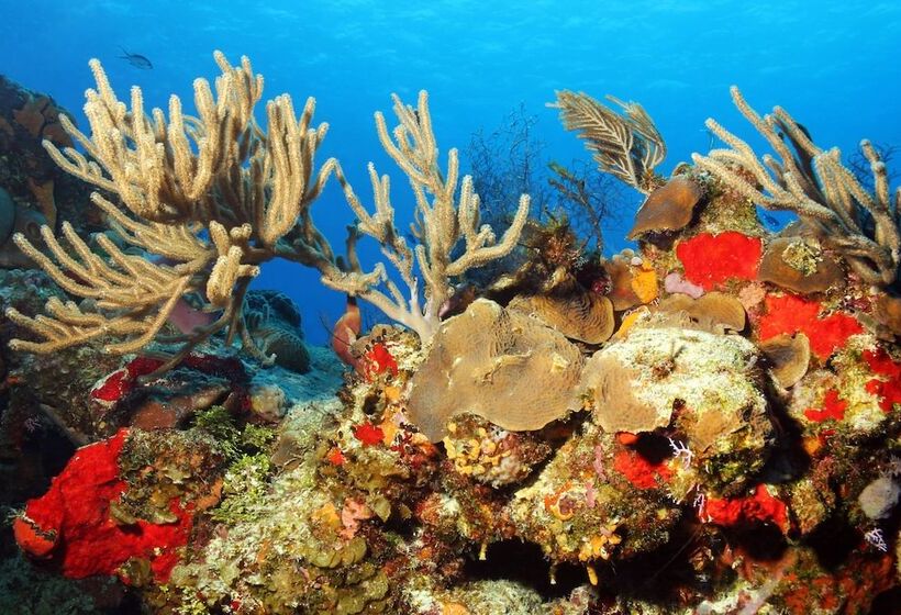 호텔 El Cid La Ceiba Beach