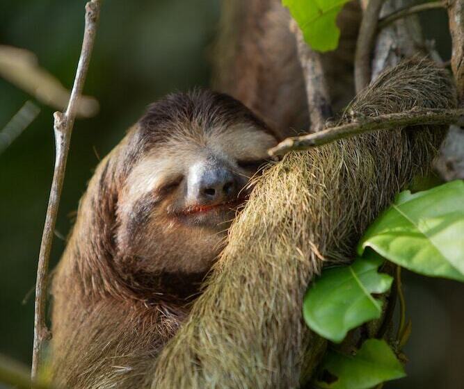 酒店 Pachira Lodge