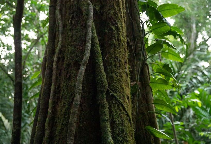 酒店 Pachira Lodge