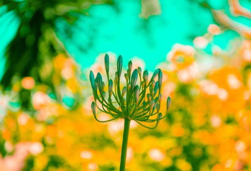 乡村酒店 Can Arabí Adults Only