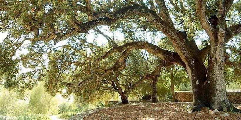 בית מלון כפרי Rural Son Mas  4