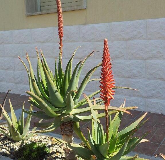 בית מלון כפרי Giardino