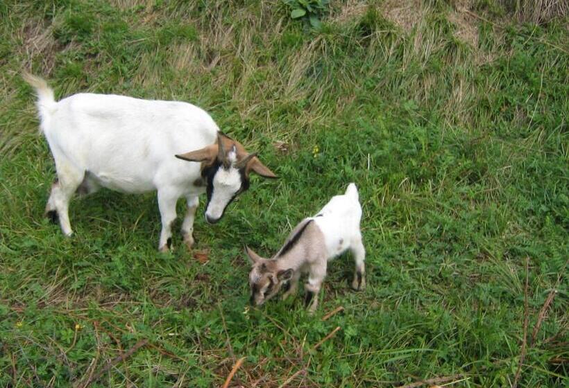 Отель Bed & Breakfast Castello Regina