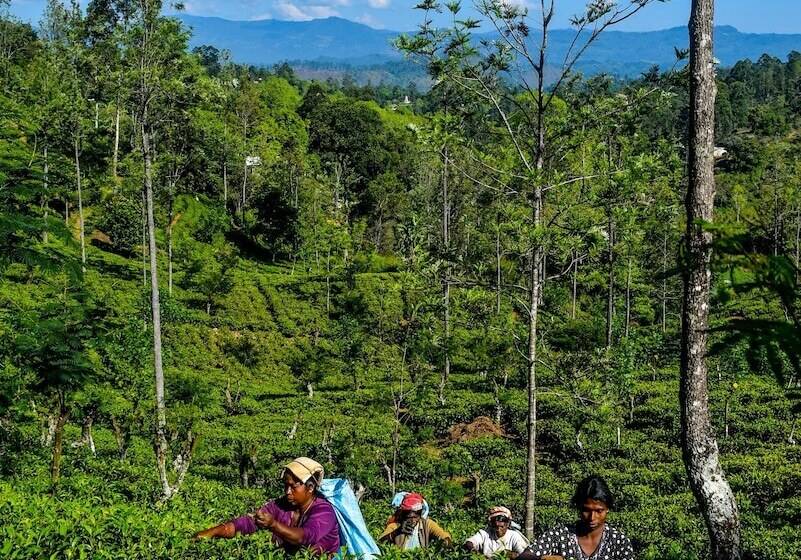 酒店 Mf Estate Holiday Bungalow