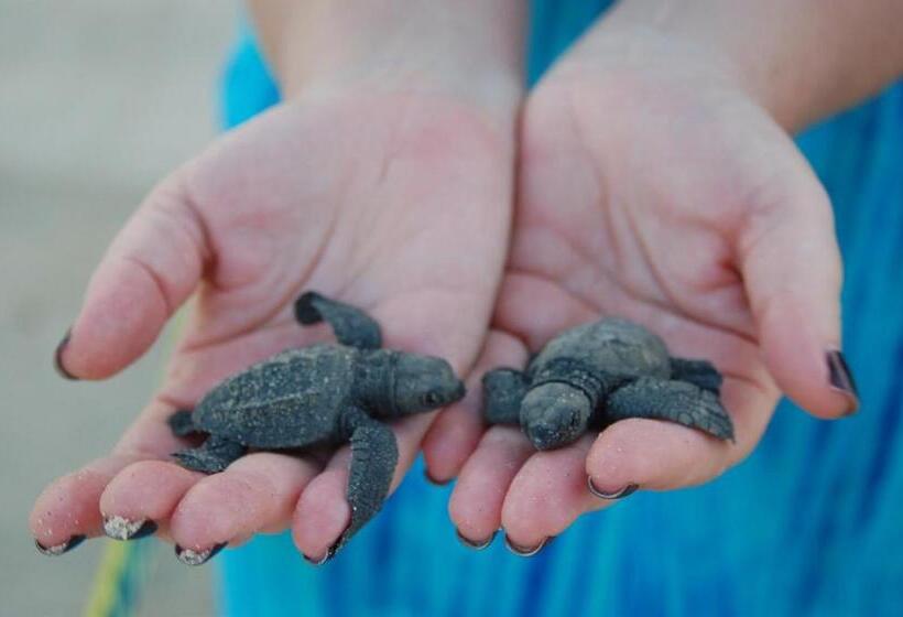 ホテル Turtle Paradise