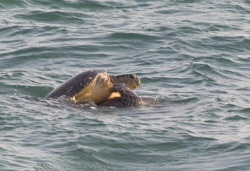 ホテル Turtle Paradise