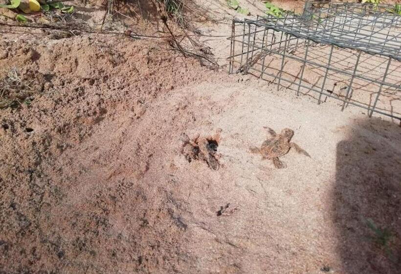 ホテル Turtle Paradise