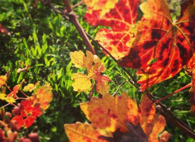 B&b Monferrato La Casa Sui Tetti