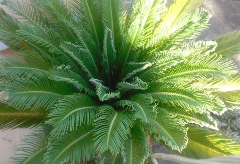 בית מלון כפרי Italia Guesthouse