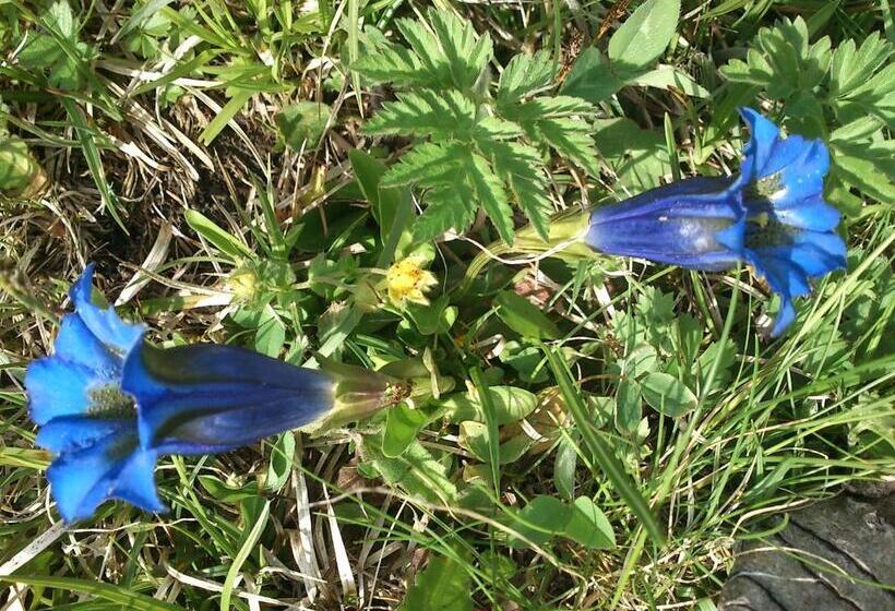 酒店 B&b La Genzianella