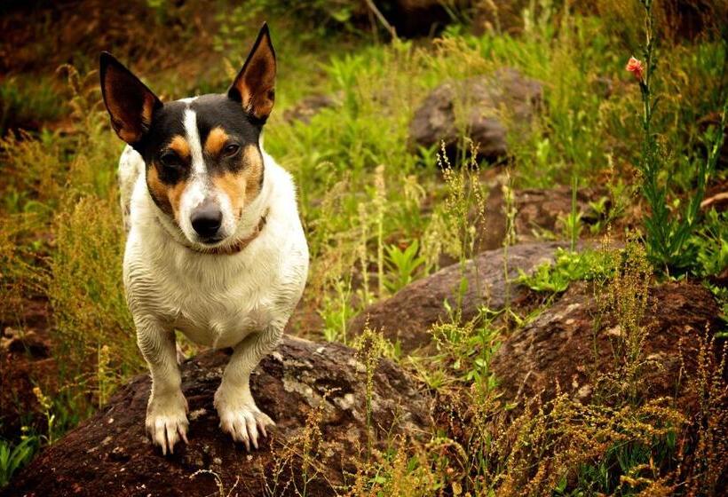 בית מלון כפרי Hawklee Country House