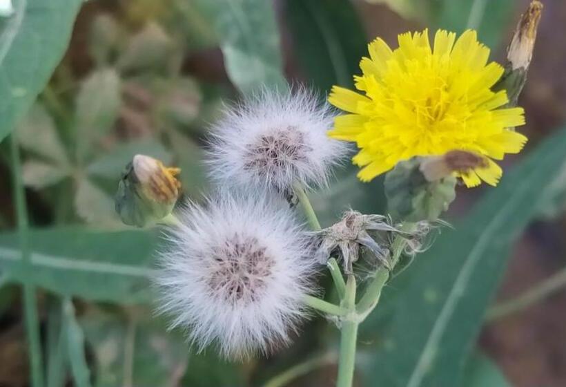 Отель Les Jardins Du M Goun