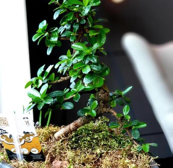 Отель Orange Tree