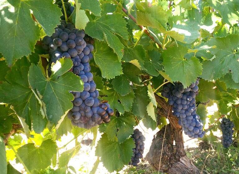 فندق Agriturismo San Giusto