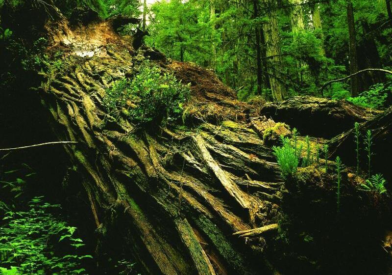 Hotel Spa Lodge Redwood Inn