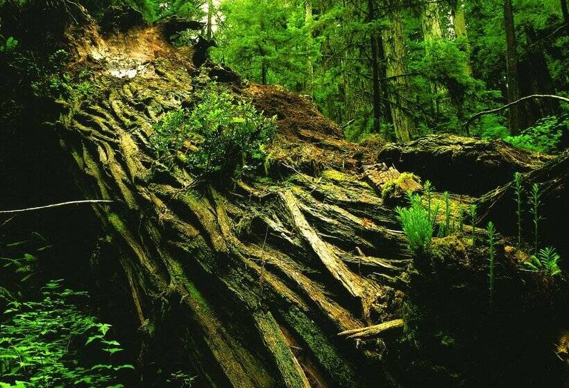 Hotel Spa Lodge Redwood Inn