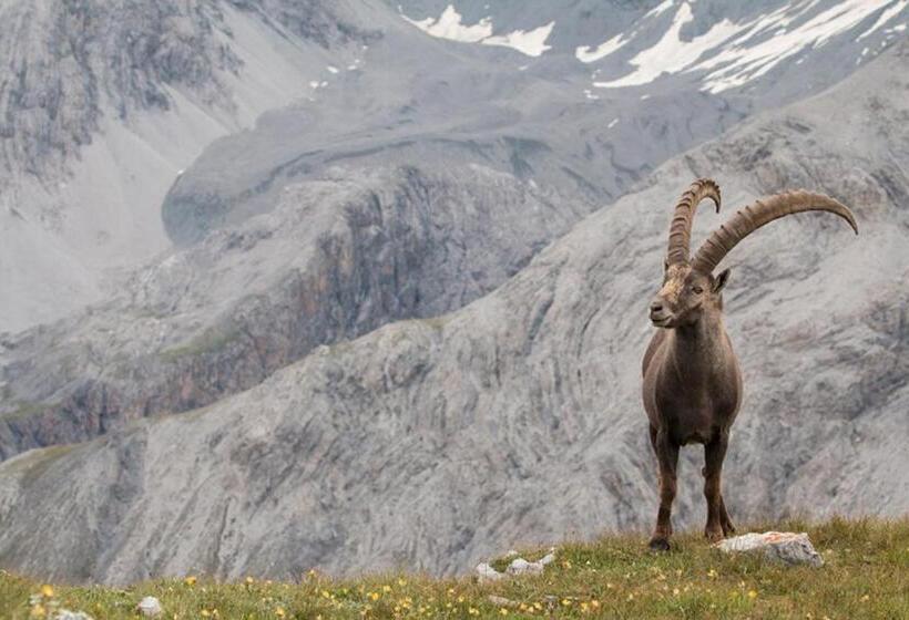 فندق صغير Central La Fainera Superior