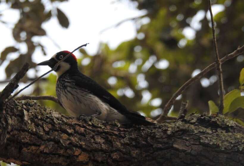 Becks Bed And Breakfast