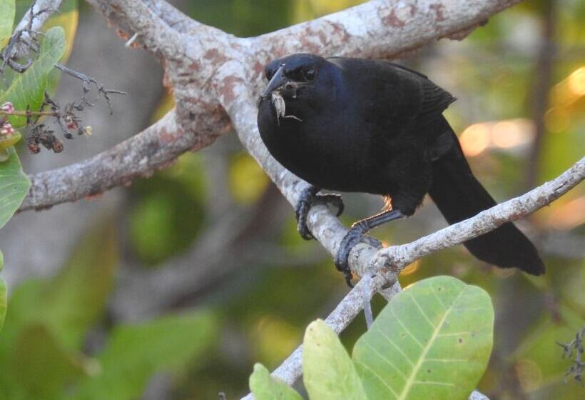 Becks Bed And Breakfast