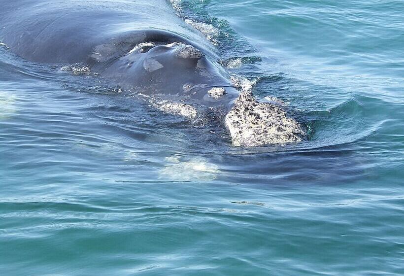 فندق Arniston Seaside Cottages