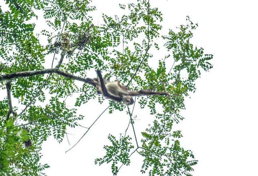 Отель Chan Chich Lodge