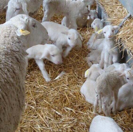 교외 호텔 Casas Rurales Espargoiti I Y Ii