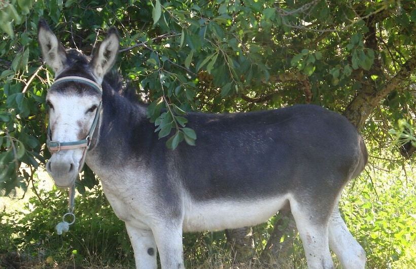 교외 호텔 Casas Rurales Espargoiti I Y Ii