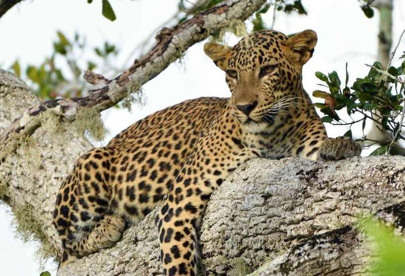 Пансион Captains Bird Safari Lodge