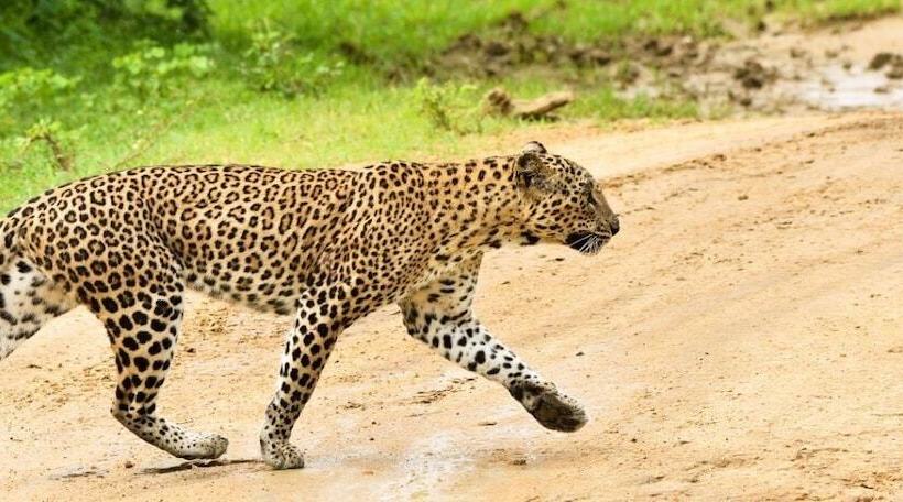 Пансион Captains Bird Safari Lodge