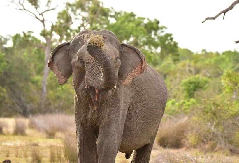 Пансион Captains Bird Safari Lodge