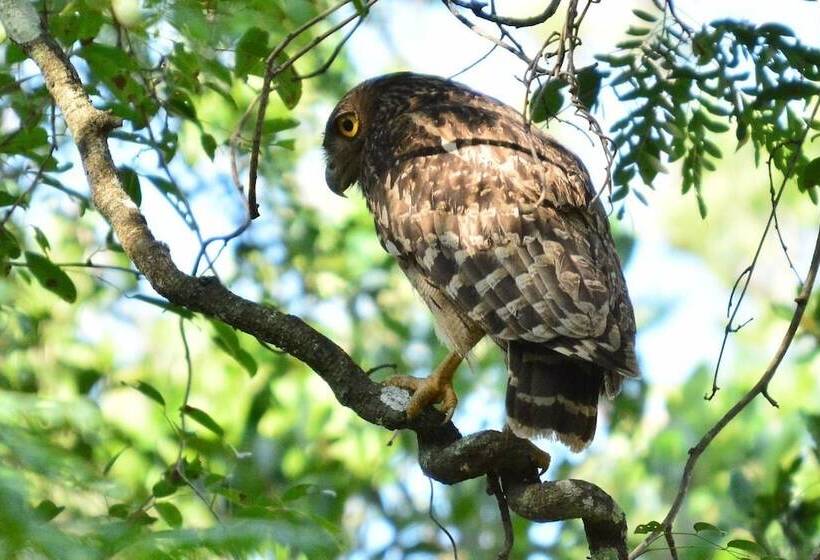 Пансион Captains Bird Safari Lodge