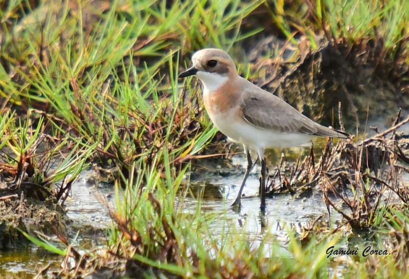 Пансион Captains Bird Safari Lodge