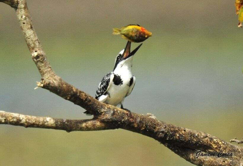 Пансион Captains Bird Safari Lodge
