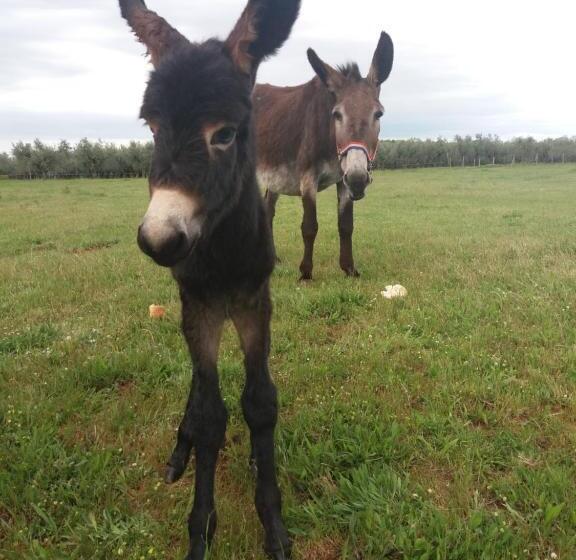 פנסיון Ranch Radin