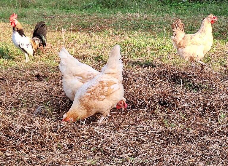 ペンション Ranch Radin