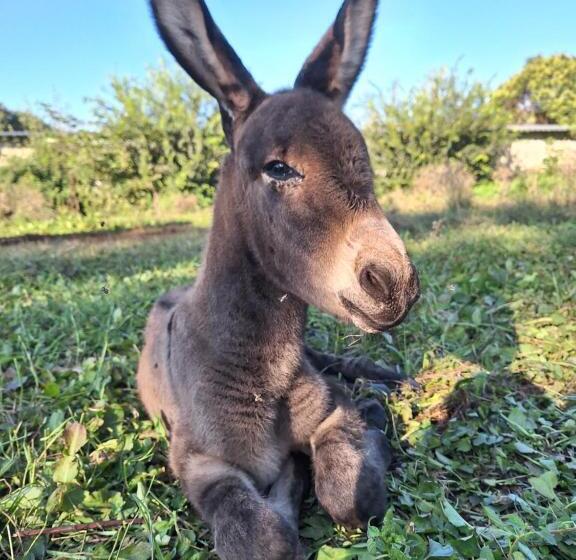 ペンション Ranch Radin