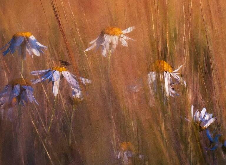 Общежитие Gyllengården