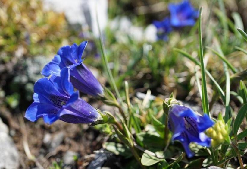 旅馆 Landhuus Frauenkirch