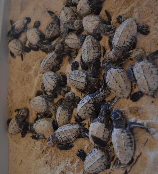 ベッドアンドブレックファースト Casa Rural El Paraíso De Saona