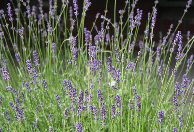 ベッドアンドブレックファースト De Melkfabriek