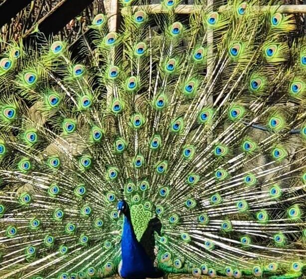 Bed and Breakfast De Zeeuwsche Hoeve