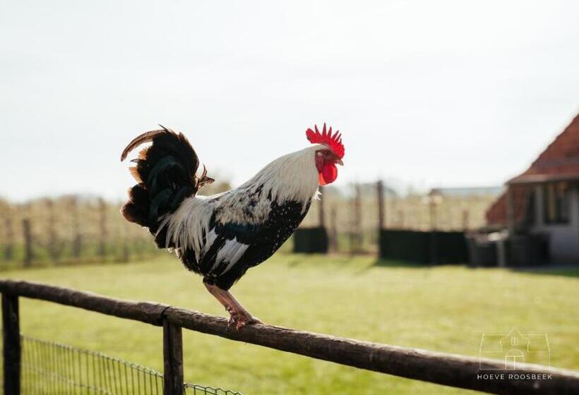 مبيت وإفطار Hoeve Roosbeek