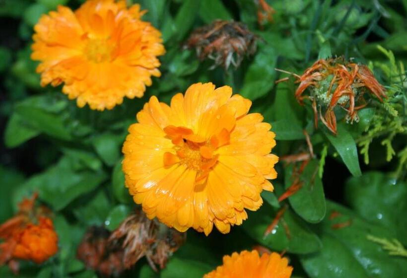 مبيت وإفطار The Lookout Inn