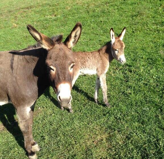 בית מלון כפרי Agriturismo Il Passeggere